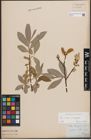 Foto von Salix caprea L. x Salix eleagnos Scop.